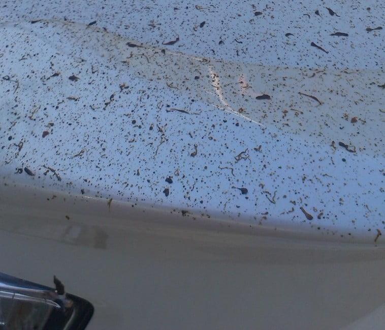 Diamond Paint Protection photo 7